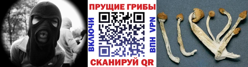 Псилоцибиновые грибы Psilocybe  Купить закладки  Андреаполь 